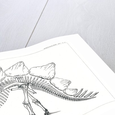 ‘Stegosaurus ungulatus’ by Unknown